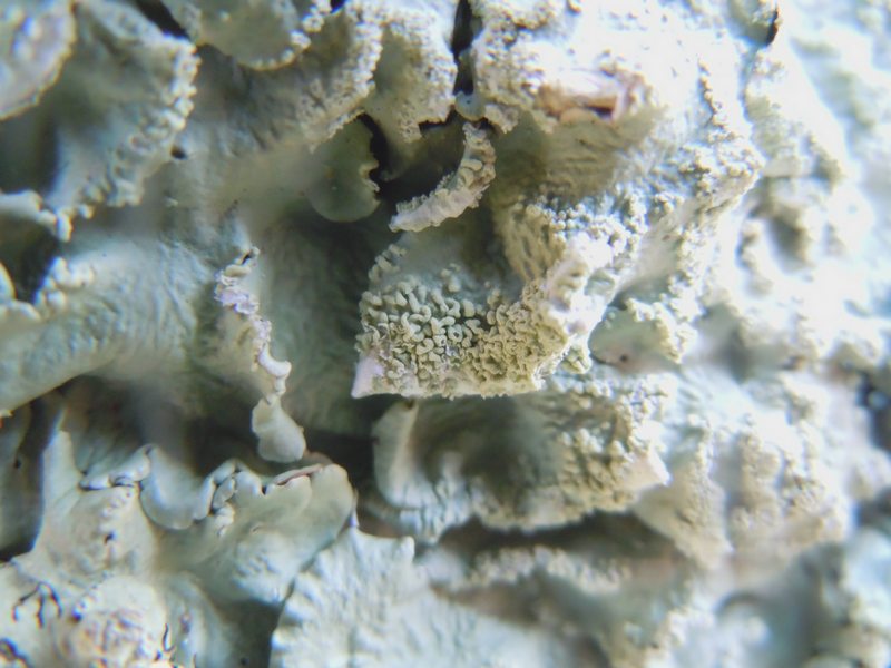 ...dalle dune di Porto Liscia (Santa Teresa Gallura)  2